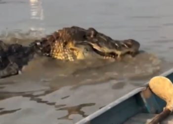 Vídeo de jacarés no Lago dos Reis gera reações nas redes sociais