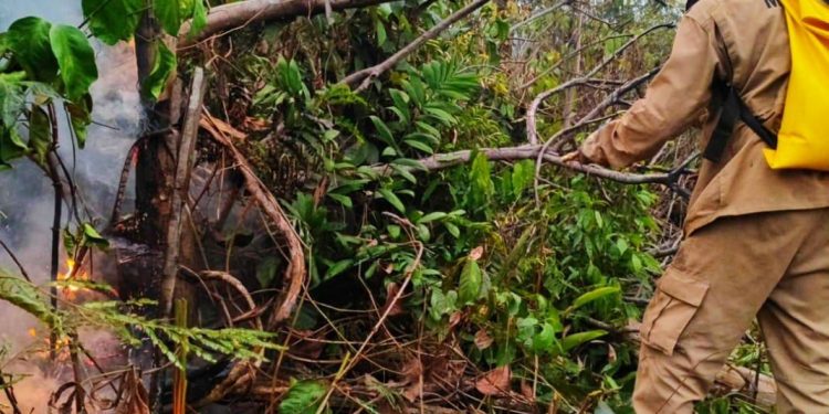 Corpo de Bombeiros combate incêndio em área de vegetação Corpo de Bombeiros combate incêndio em área de vegetação