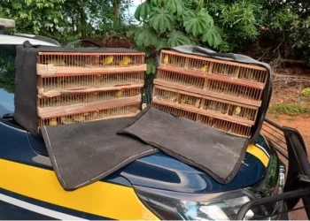 PRF resgata 180 pássaros silvestres transportados ilegalmente em ônibus na BR-070