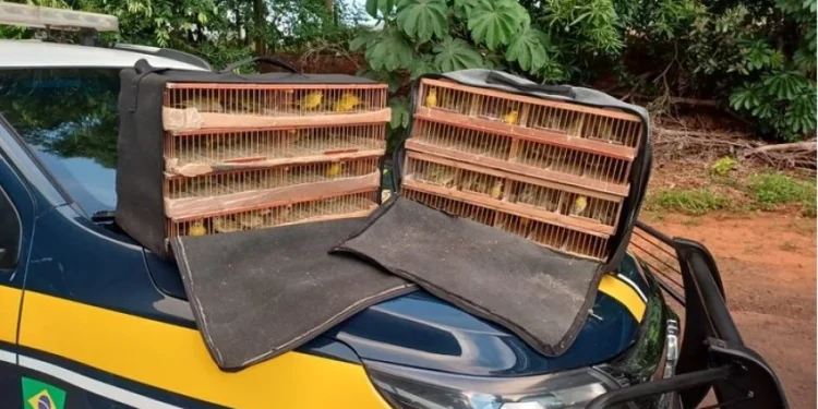 PRF resgata 180 pássaros silvestres transportados ilegalmente em ônibus na BR-070