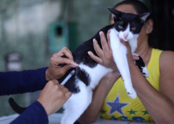Campanha de vacinação antirrábica em animais segue até dezembro em Manaus