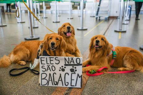 Fabio Rodrigues-Pozzebom/ Agênc Brasília (DF) - 26/12/2024 - 100 fotos melhores de 2024, retrospectiva - Foto feita em 28/04/2024 Tutores de pets fazem protesto no Aeroporto Juscelino Kubitschek de Brasília cobrando justiça pela morte do Golden Retriever Joca, durante viagem aérea. Foto: Fabio Rodrigues-Pozzebom/ Agência Brasil