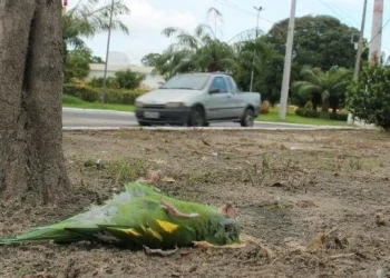 Avenida da Morte: MPAM investiga alta taxa de aves mortas em Manaus
