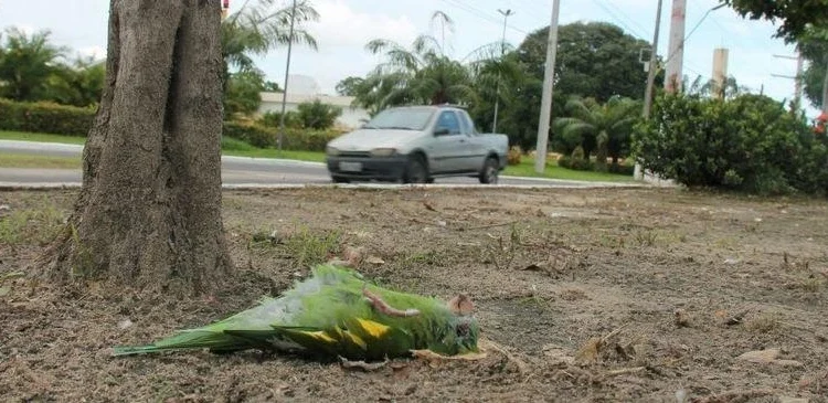 Avenida da Morte: MPAM investiga alta taxa de aves mortas em Manaus