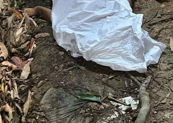 Homem de 59 anos morre após queda de árvore enquanto colhia mangas