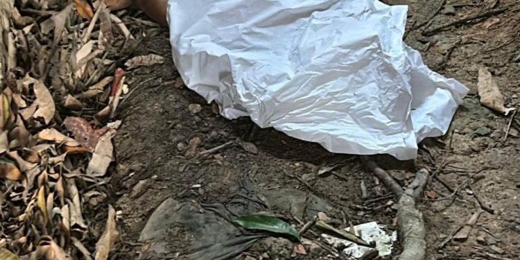 Homem de 59 anos morre após queda de árvore enquanto colhia mangas