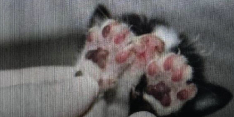 Mulher é presa por queimar dois filhotes de gato