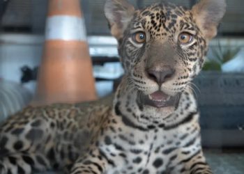 Ibama informou, em nota, que onça ‘Golias’ está bem e estável