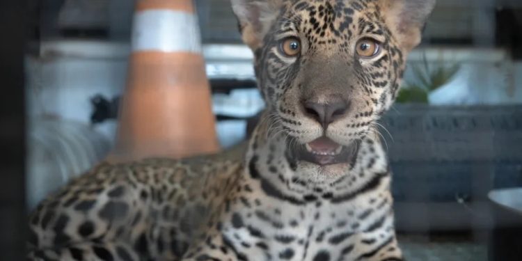 Ibama informou, em nota, que onça ‘Golias’ está bem e estável