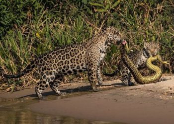 Onças-Pintadas enfrentam sucuri em duelo impressionante no Pantanal