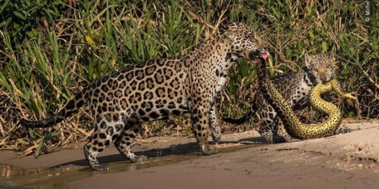 Onças-Pintadas enfrentam sucuri em duelo impressionante no Pantanal Onças-Pintadas enfrentam sucuri em duelo impressionante no Pantanal