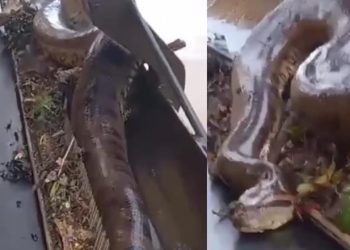 Sucuri é flagrada em eclusa de hidrelétrica e surpreende visitantes