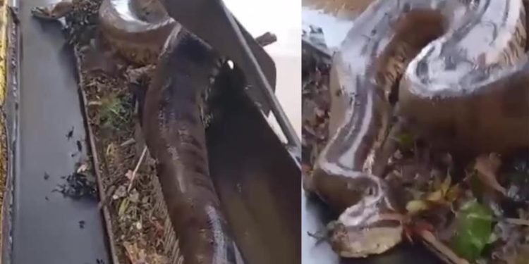 Sucuri é flagrada em eclusa de hidrelétrica e surpreende visitantes