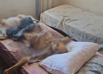 Irmãos mantinham cadáver de pai por 6 meses em casa; veja vídeo