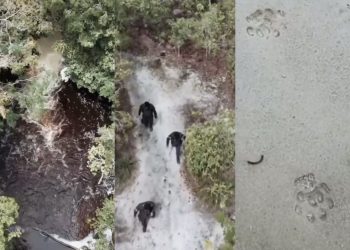 Presença de onça-pintada com filhote fecha cachoeira em Presidente Figueiredo