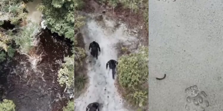 Presença de onça-pintada com filhote fecha cachoeira em Presidente Figueiredo