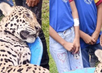 Caçadores matam onça nas proximidades de escola em Tabatinga