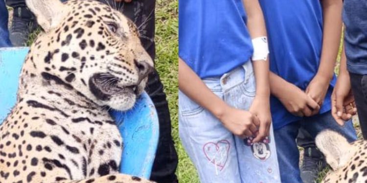 Caçadores matam onça nas proximidades de escola em Tabatinga