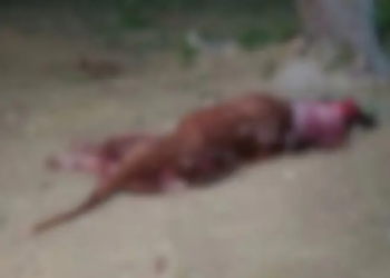 Pitbull se solta, ataca cachorro e é morto a terçadadas por vizinho