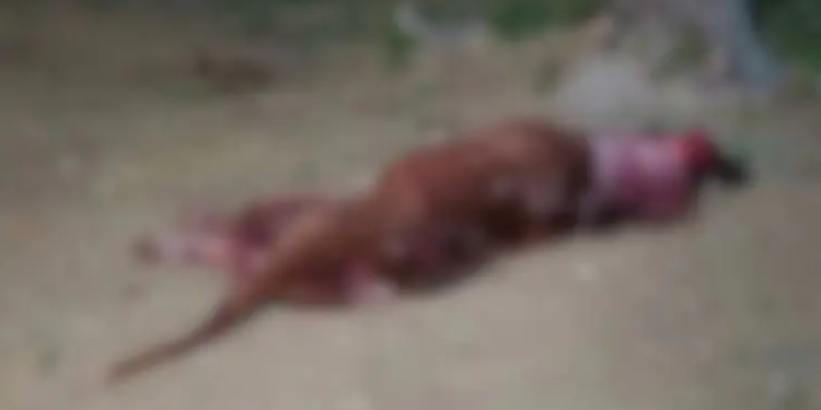 Pitbull se solta, ataca cachorro e é morto a terçadadas por vizinho