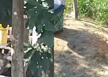 Homem é flagrado estuprando cadela em Tefé