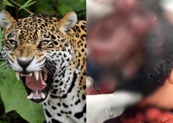 Indígena sobrevive a ataque de onça e tem couro cabeludo dilacerado