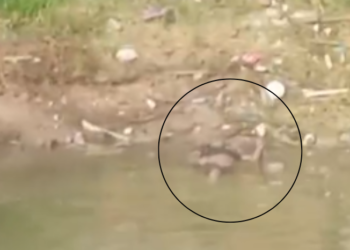 Corpo de homem é encontrado em igarapé do Jorge Teixeira