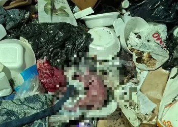 Garis encontram feto em lixeira no Centro de Manaus