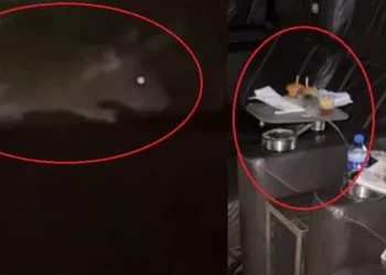 Vídeo mostra rato comendo alimento em sala VIP de cinema em Manaus