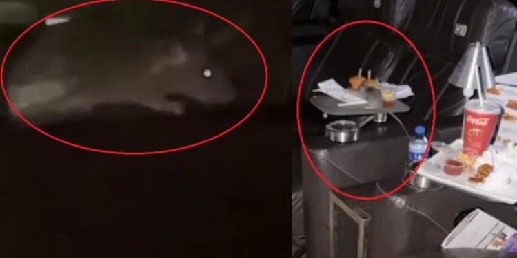 Vídeo mostra rato comendo alimento em sala VIP de cinema em Manaus